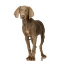 Puppy Weimaraner Royalty Free Stock Photo