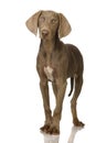 Puppy Weimaraner Royalty Free Stock Photo