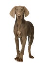 Puppy Weimaraner Royalty Free Stock Photo