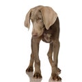 Puppy Weimaraner Royalty Free Stock Photo