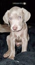 Puppy weimaraner dog blue male Royalty Free Stock Photo