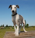 Puppy whippet Royalty Free Stock Photo