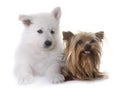 Puppy White Swiss Shepherd Dog and yorkshire terrier
