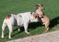 Blind bulldog puppy playing with adult bulldog