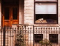 Puppy in the window Royalty Free Stock Photo