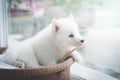 Puppy at the window,vintage filter