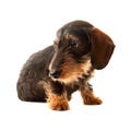 Puppy Wire Haired Dachshund Royalty Free Stock Photo