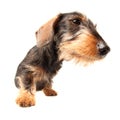 Puppy Wire Haired Dachshund Royalty Free Stock Photo