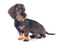 Puppy Wire haired dachshund