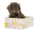 Puppy Wire haired dachshund Royalty Free Stock Photo