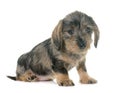 Puppy Wire haired dachshund Royalty Free Stock Photo