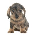 Puppy Wire haired dachshund Royalty Free Stock Photo