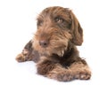 Puppy Wire-haired Dachshund Royalty Free Stock Photo