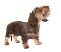 Puppy Wire-haired Dachshund Royalty Free Stock Photo