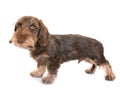 Puppy Wire-haired Dachshund Royalty Free Stock Photo