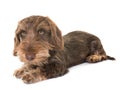 Puppy Wire-haired Dachshund Royalty Free Stock Photo
