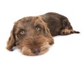 Puppy Wire-haired Dachshund Royalty Free Stock Photo