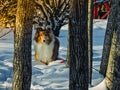 Puppy in the woods. Royalty Free Stock Photo