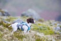 Puppy working gundog gun dog wearing a harness training