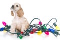 puppy wrapped in christmas lights