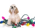 puppy wrapped in christmas lights