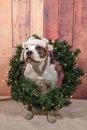 Puppy Dog With Christmas Wreath