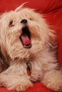 Puppy yawn Royalty Free Stock Photo