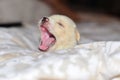 Puppy Yawn Royalty Free Stock Photo