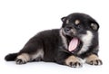 Puppy yawn on a white background Royalty Free Stock Photo