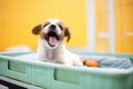 puppy yawning in shelter bed Royalty Free Stock Photo