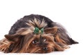 The puppy Yorkshire Terrier