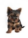 Puppy Yorkshire Terrier