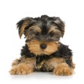 Puppy Yorkshire Terrier