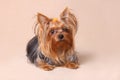 Puppy Yorkshire Terrier on a beige background