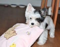 Puppy yorkshire terrier biewer Royalty Free Stock Photo