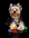 Puppy of the Yorkshire Terrier on black