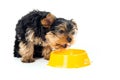 Puppy yorkshire terrier dog eats from a bowl