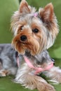 Puppy of the Yorkshire Terrier, the dog is lying on a green sofa, a large puppy portrait, vertical format, a puppy of 8 months