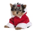 Puppy Yorkshire Terrier, dressed in Santa coat