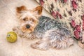 Puppy Yorkshire Terrier in hause