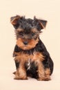 Puppy Yorkshire Terrier isolated on a beige background