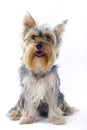 Puppy yorkshire terrier looking at the camera Royalty Free Stock Photo