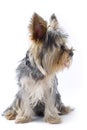 Puppy yorkshire terrier looking to a side Royalty Free Stock Photo