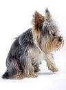 Puppy yorkshire terrier with one leg in the air Royalty Free Stock Photo