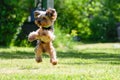 Yorkshire Terrier Puppy High Jump Royalty Free Stock Photo