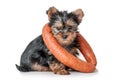 Puppy Yorkshire terrier with sausage