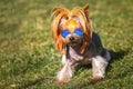 puppy of yorkshire terrier small dog with in blue sunglasses on green grass blurred background Royalty Free Stock Photo