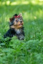 Puppy Yorkshire Terrier walking in the Park Royalty Free Stock Photo