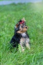 Puppy Yorkshire Terrier walking in the Park Royalty Free Stock Photo
