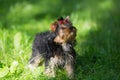 Puppy Yorkshire Terrier walking Royalty Free Stock Photo